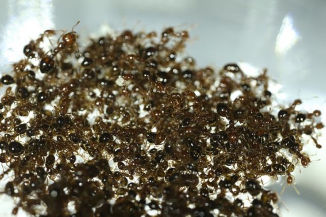 ジョージア工科大学のDavidHoe BiokineticsLaboratoryの回転するヒアリのいかだは集団行動の一例です。