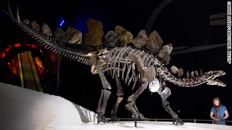 新たに発見されたステゴサウルスの化石は世界最古です