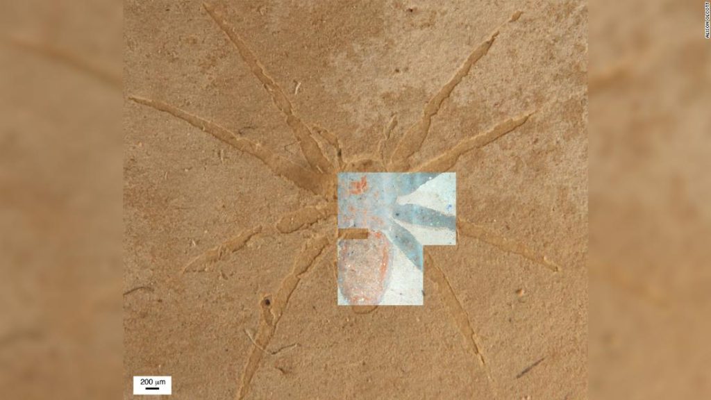 科学者たちはクモの化石がどのように形成されるかの秘密を明らかにします