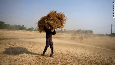 インドの農民は、2022年4月28日木曜日、インドのジャンムー郊外の畑から収穫された小麦を運びます。 