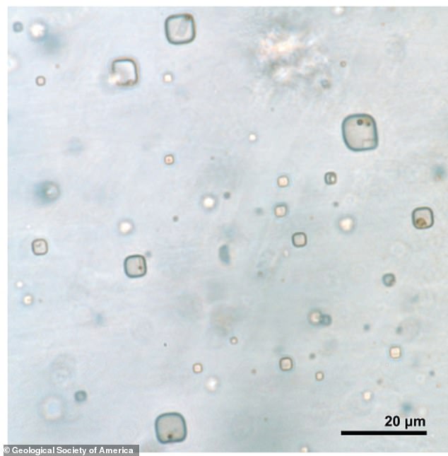 研究者たちは、オーストラリア中部にある8億3000万年前のブラウン層の岩塩結晶の中に原核生物と藻類の小さな残骸を発見しました。 写真：微生物を含む岩塩中の液体包有物
