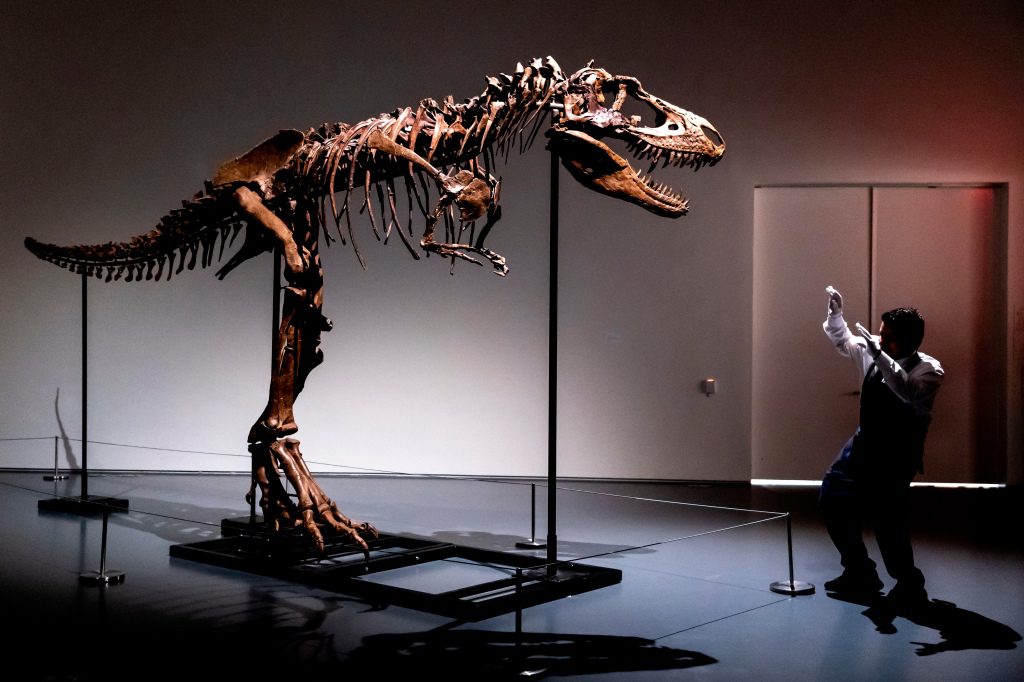 サザビーズのニューヨークの従業員は、最初にオークションにかけられたゴルゴサウルスの骨格のサイズを示しています。