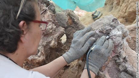 この研究により、ポルトガルのポンバル地方における脊椎動物の化石記録の重要性が確認されました。