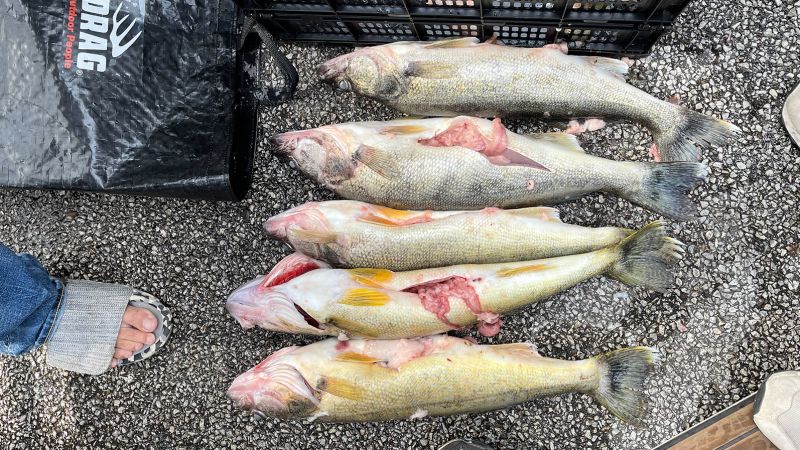 エリー湖ウォーリー トレイル: 不正行為のスキャンダルがオハイオ州の釣り選手権を揺るがす