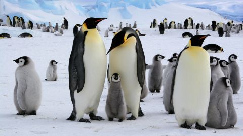 エンペラーペンギンは、南極半島に多くのコロニーを形成して生息しています。