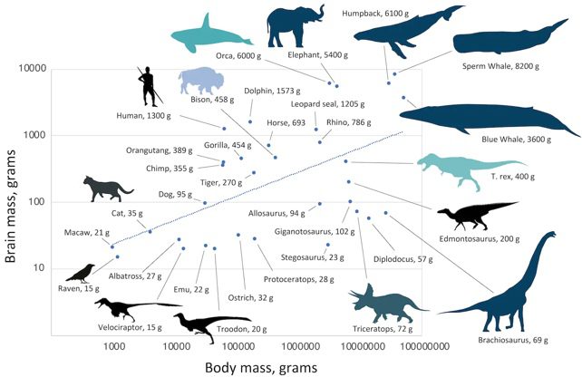 恐竜、哺乳類、鳥類の脳の大きさと体重の関係図